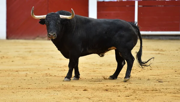İspanyol boğa ringinde boynuzları olan güçlü bir boğa.