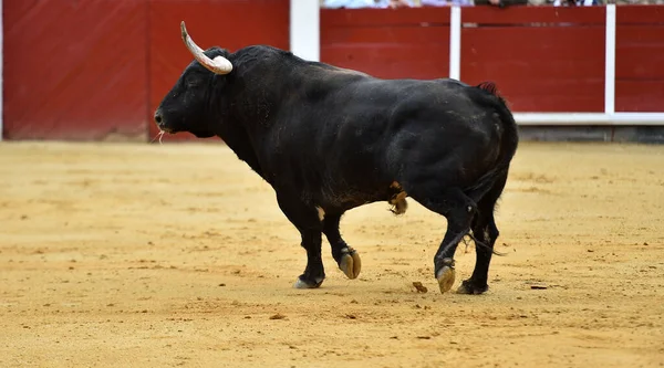 Gros Taureau Avec Grandes Cornes Espagne — Photo