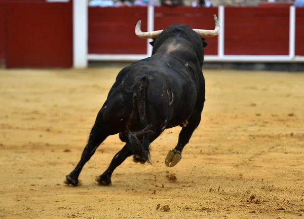 Touro Espanhol Com Chifres Grandes Espetáculo Tradicional Tourada — Fotografia de Stock