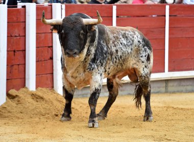 Büyük boynuzlu İspanyol boğası geleneksel boğa güreşi gösterisinde
