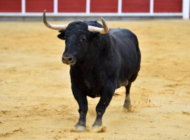Büyük boynuzlu İspanyol boğası geleneksel boğa güreşi gösterisinde