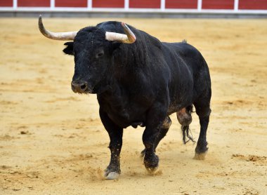 Büyük boynuzlu İspanyol boğası geleneksel boğa güreşi gösterisinde