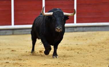 Büyük boynuzlu İspanyol boğası geleneksel boğa güreşi gösterisinde