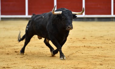 Büyük boynuzlu İspanyol boğası geleneksel boğa güreşi gösterisinde