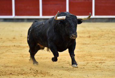 Büyük boynuzlu İspanyol boğası geleneksel boğa güreşi gösterisinde