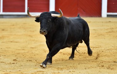 Büyük boynuzlu İspanyol boğası geleneksel boğa güreşi gösterisinde