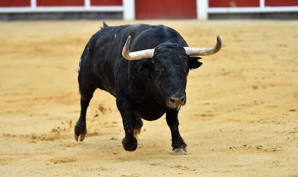 在传统的斗牛场面中 长着大喇叭的西班牙公牛 — 图库照片