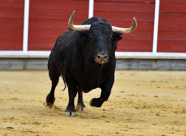 Spanish Bull Big Horns Traditional Spectacle Bullfight — Stock Photo, Image