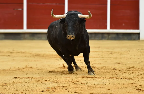 Spanyol Bika Nagy Szarvakkal Bikaviadal Hagyományos Látványosságában — Stock Fotó