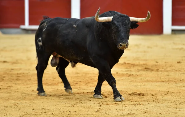 Touro Espanhol Com Chifres Grandes Espetáculo Tradicional Tourada — Fotografia de Stock