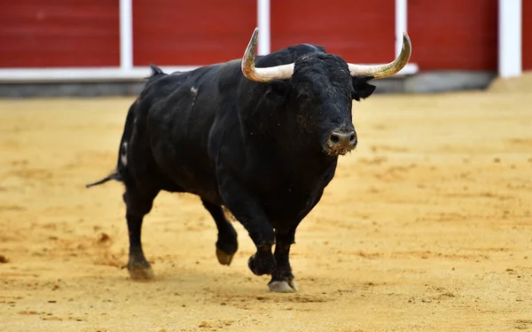 Spanyol Bika Nagy Szarvakkal Bikaviadal Hagyományos Látványosságában — Stock Fotó