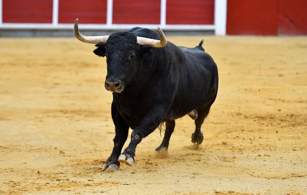 Touro Espanhol Com Chifres Grandes Espetáculo Tradicional Tourada — Fotografia de Stock