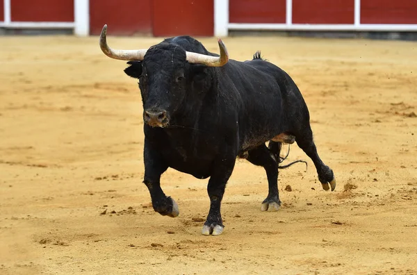 Büyük Boynuzlu Spanyol Boğası Geleneksel Boğa Güreşi Gösterisinde — Stok fotoğraf