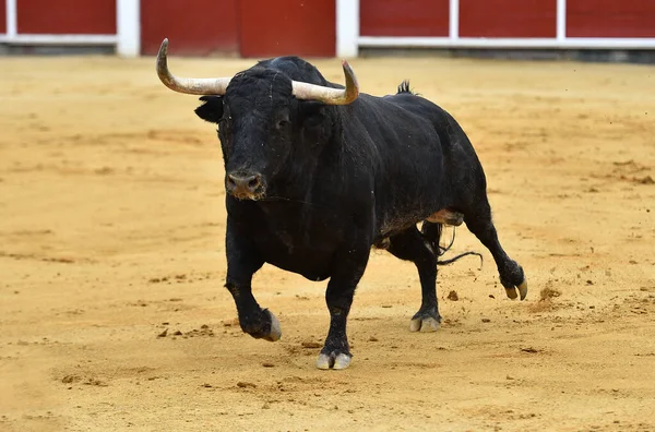 闘牛の伝統的な光景に大きな角を持つスペインの雄牛 — ストック写真