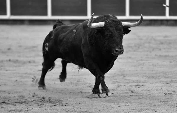 Spaanse Stier Met Grote Hoorns Een Traditioneel Stierengevecht — Stockfoto