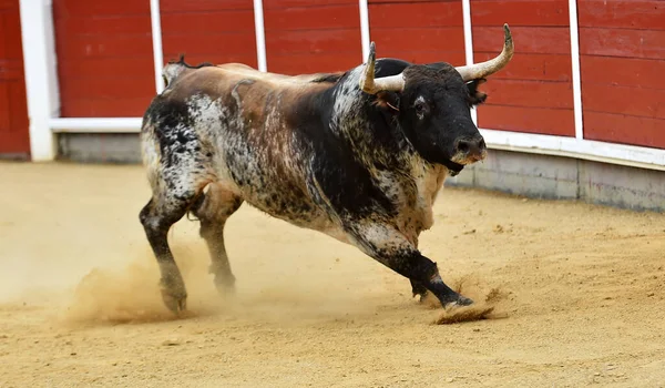 Toro Spagnolo Con Grandi Corna Uno Spettacolo Tradizionale Corrida — Foto Stock