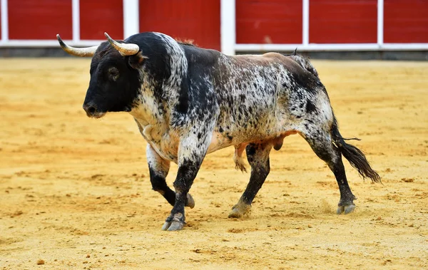 Toro Español Con Cuernos Grandes Espectáculo Tradicional Corridas Toros — Foto de Stock