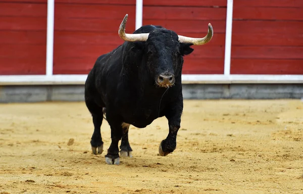 闘牛の伝統的な光景に大きな角を持つスペインの雄牛 — ストック写真