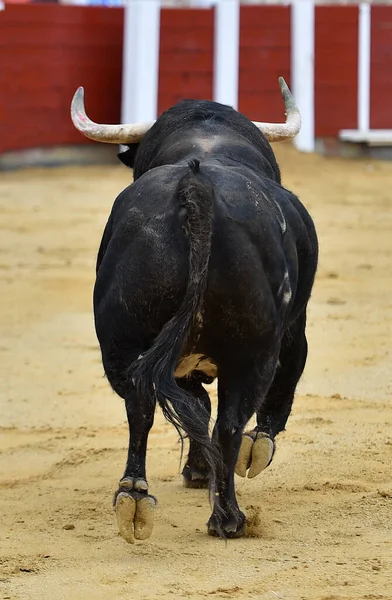 Spanish Bull Big Horns Traditional Spectacle Bullfight — Stock Photo, Image