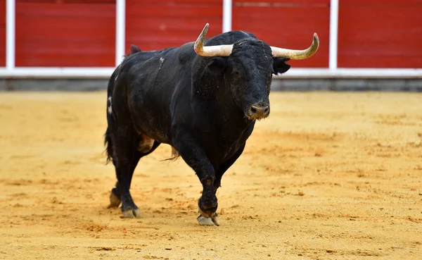 Toro Español Con Cuernos Grandes Espectáculo Tradicional Corridas Toros —  Fotos de Stock