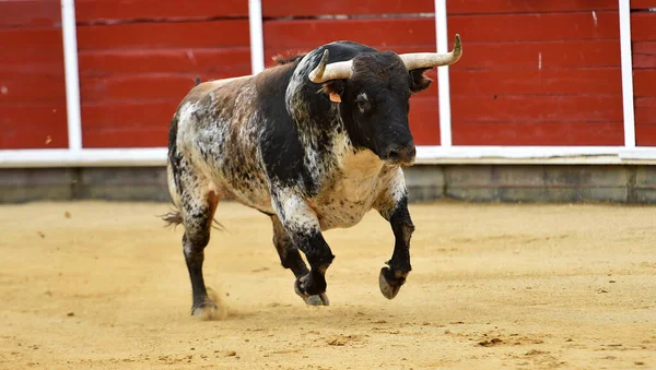 Touro Espanhol Com Chifres Grandes Espetáculo Tradicional Tourada — Fotografia de Stock