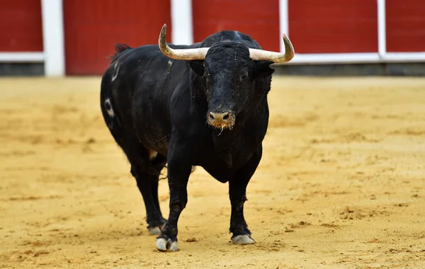 Toro Spagnolo Con Grandi Corna Uno Spettacolo Tradizionale Corrida — Foto Stock