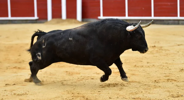 Toro Español Con Cuernos Grandes Espectáculo Tradicional Corridas Toros — Foto de Stock