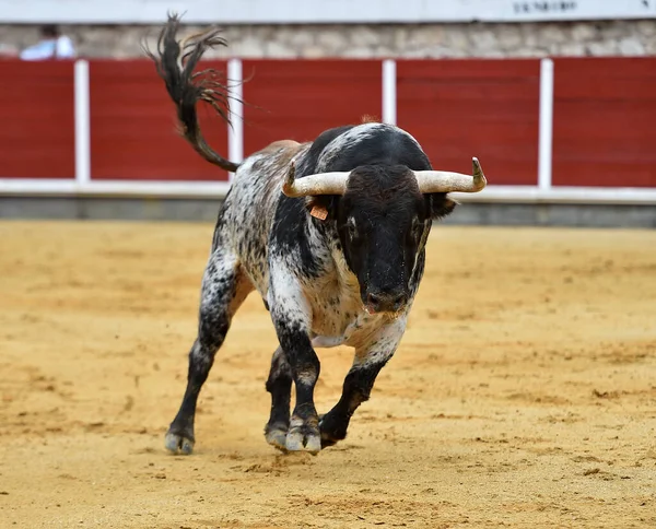 Stor Tjur Med Stora Horn Spanien — Stockfoto