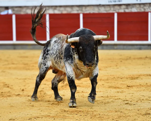 Ein Großer Stier Mit Großen Hörnern Aus Spanien — Stockfoto