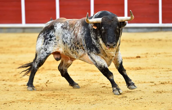 Grande Touro Com Grandes Chifres Espanha — Fotografia de Stock