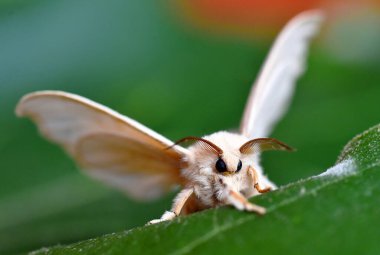 detail of the head of a silkworm