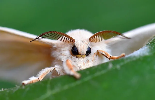 detail of the head of a silkworm
