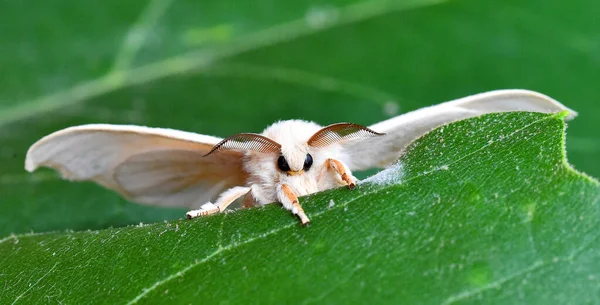 Detail Head Silkworm — Fotografia de Stock