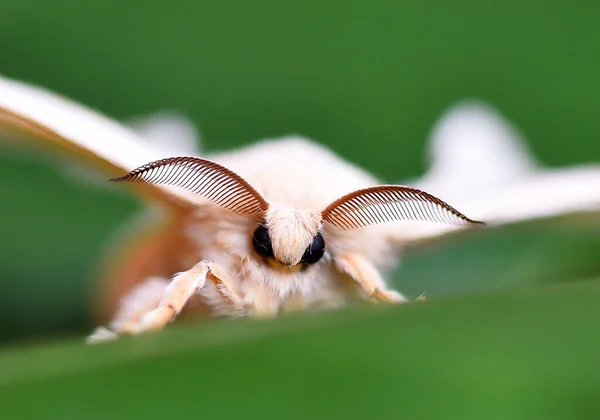 Detail Head Silkworm — 图库照片