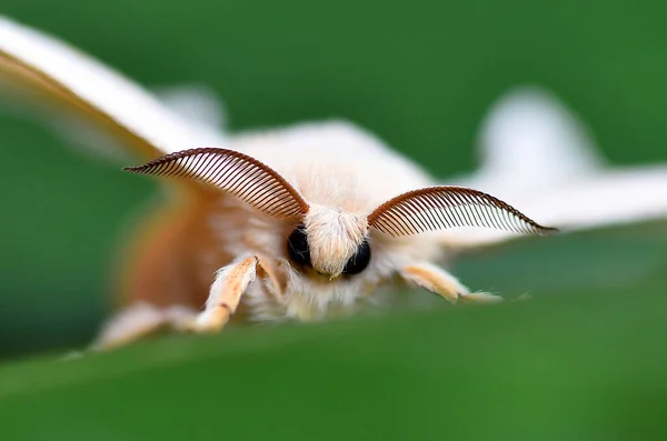 Detail Head Silkworm —  Fotos de Stock