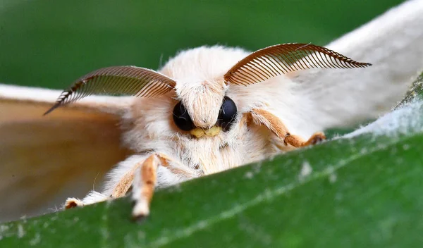 detail of the head of a silkworm