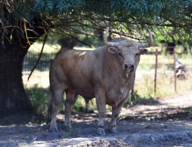 İspanyol sığır çiftliğinde boynuzları olan güçlü bir boğa.