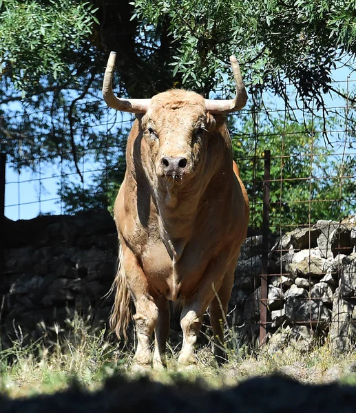 Ein Starker Stier Mit Großen Hörnern Einer Spanischen Rinderfarm — Stockfoto