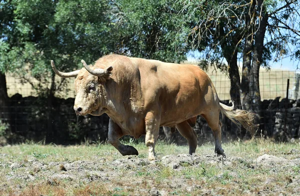 Een Sterke Stier Met Grote Hoorns Een Spaanse Rundveehouderij — Stockfoto