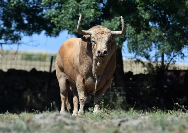 Toro Forte Con Grandi Corna Allevamento Bovini Spagnolo — Foto Stock