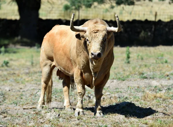 Silny Byk Dużymi Rogami Hiszpańskiej Hodowli Bydła — Zdjęcie stockowe