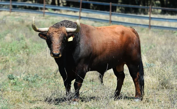 Toro Fuerte Granja Ganadera Española —  Fotos de Stock