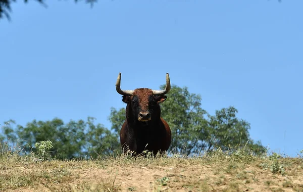 Stark Tjur Den Spanska Boskapsfarmen — Stockfoto