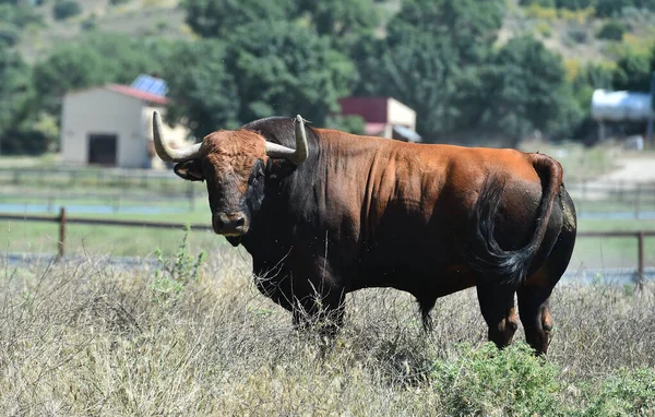 Toro Fuerte Granja Ganadera Española —  Fotos de Stock