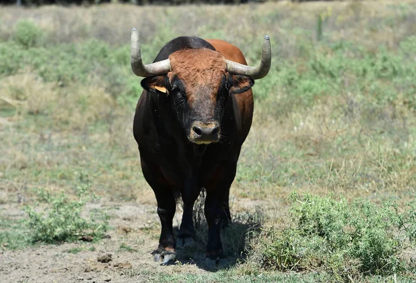 Ein Starker Bulle Der Spanischen Rinderfarm — Stockfoto