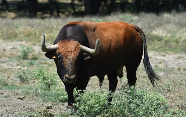 Strong Bull Spanish Cattle Farm — Stock Photo, Image