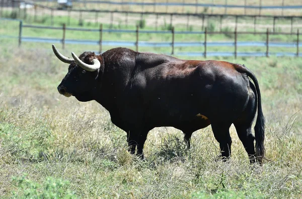 Ein Starker Bulle Der Spanischen Rinderfarm — Stockfoto