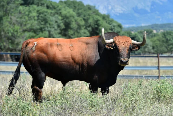 Een Sterke Stier Spaanse Veehouderij — Stockfoto