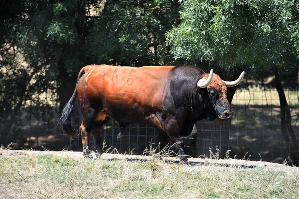 Spanyol Sığır Çiftliğinde Güçlü Bir Boğa — Stok fotoğraf