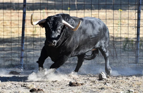 Spagnolo Coraggioso Toro Nel Allevamento Del Bestiame — Foto Stock